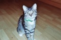 mirasek,