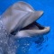 delfin bloguje